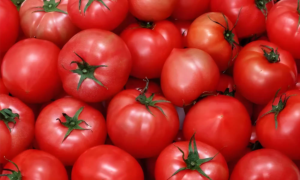 De rol van temperatuurdatalogger bij tomatentransport