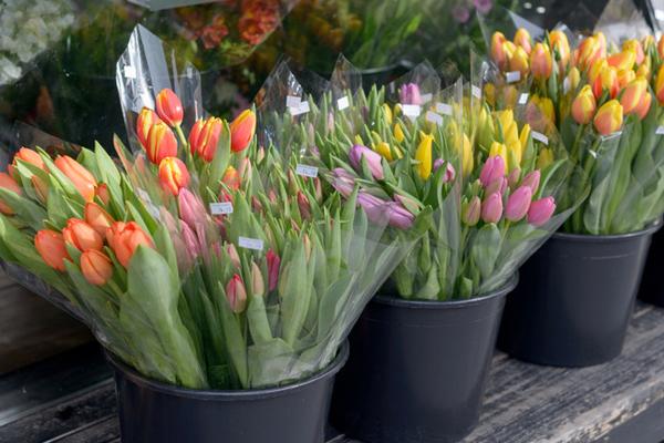 Koude ketting temperatuur en vochtigheidsgegevens logger transport bloemen voordelen