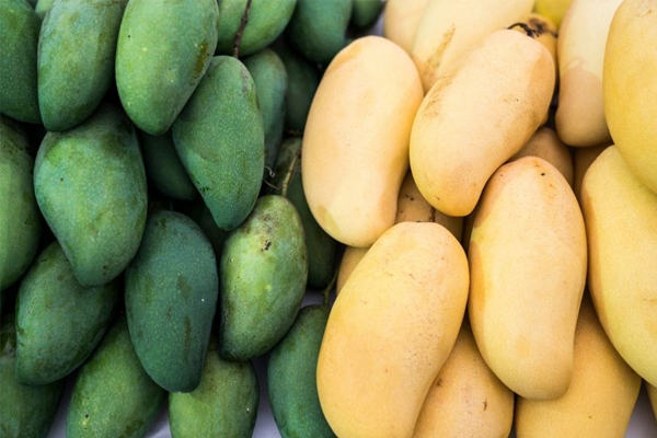 Het gebruik van een wegwerpbare LCD-temperatuurrecorder zal het transport van mango's veiliger maken