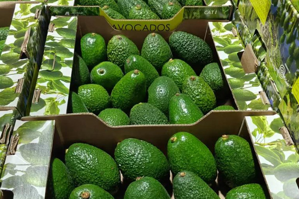 Wegwerptemperatuurrecorder om de kwaliteit van het avocadotransport te beschermen Wegwerptemperatuurrecorder om de kwaliteit van het avocadotransport te beschermen